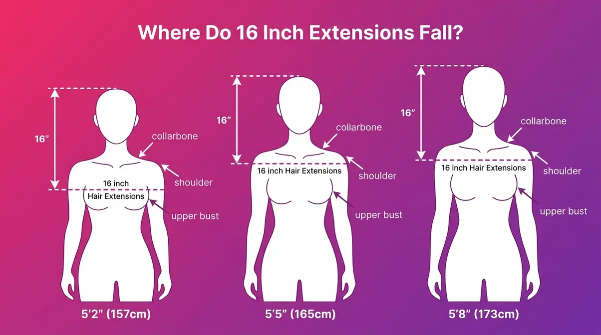 Infographic showing where 16 inch hair extensions fall on 5'2, 5'5, and 5'8 body frames
