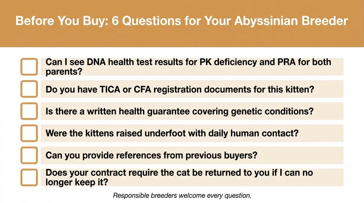 Checklist infographic showing six questions to ask an Abyssinian breeder before purchasing a kitten