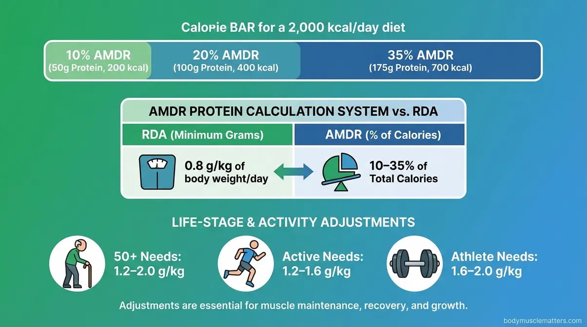 AMDR protein target diagram showing 10 to 35 percent calorie ranges and life-stage adjustment targets for daily protein intake