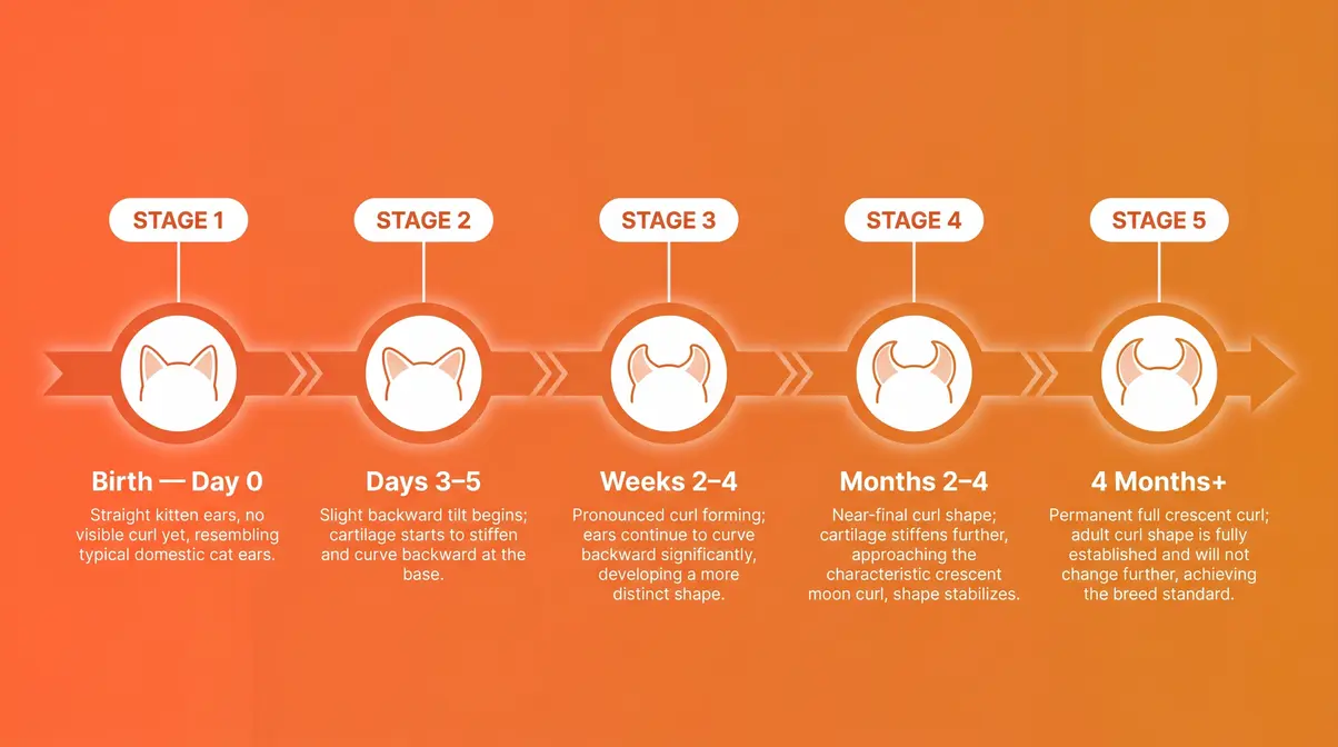 American curl cat ears development timeline showing straight ears at birth curling backward over four months to permanent set