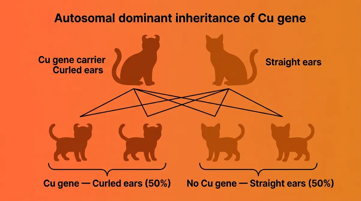 Genetics diagram showing autosomal dominant Cu gene inheritance producing fifty percent curled ear kittens in American Curl breeding