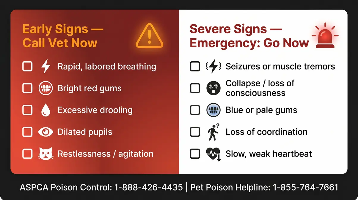 Symptom checklist for cherry cyanide poisoning in cats showing early and severe warning signs