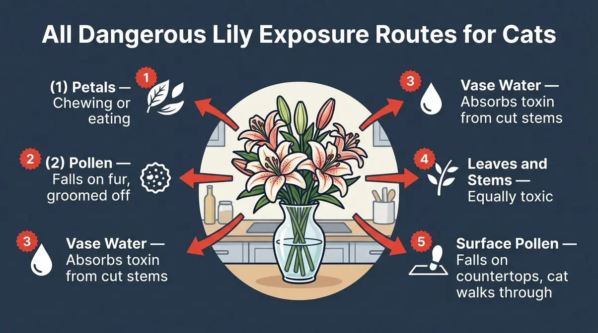 Diagram showing five lily exposure routes for cats including pollen vase water and petals