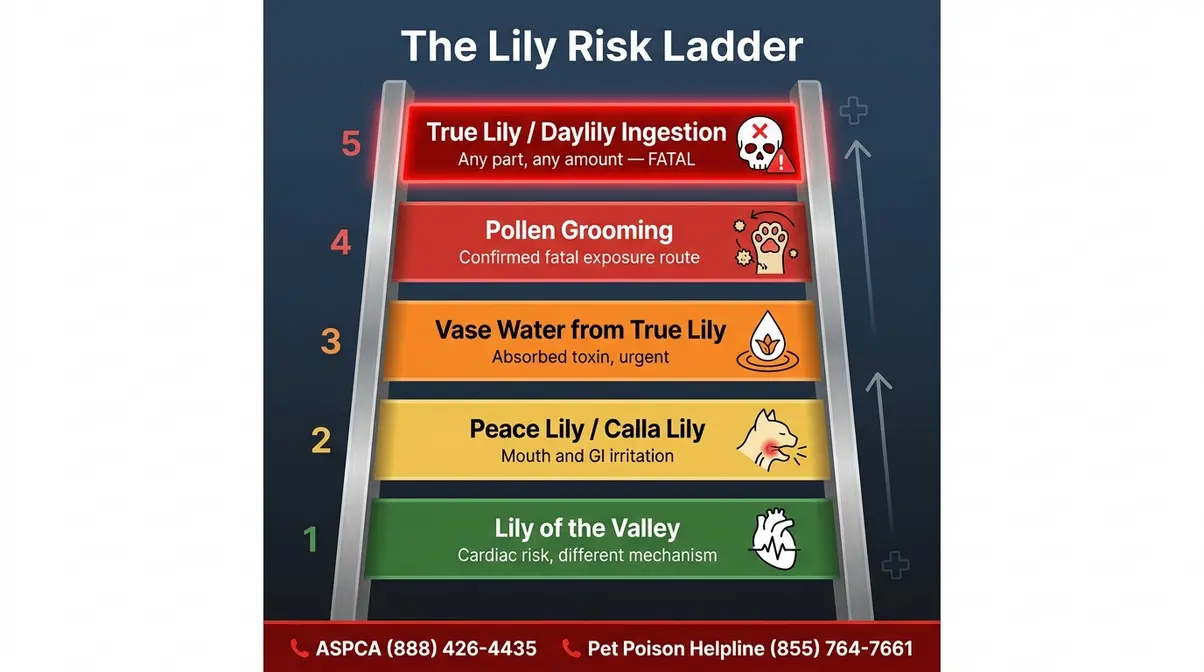 Lily Risk Ladder infographic showing five toxic lily exposure levels for cats from low to fatal