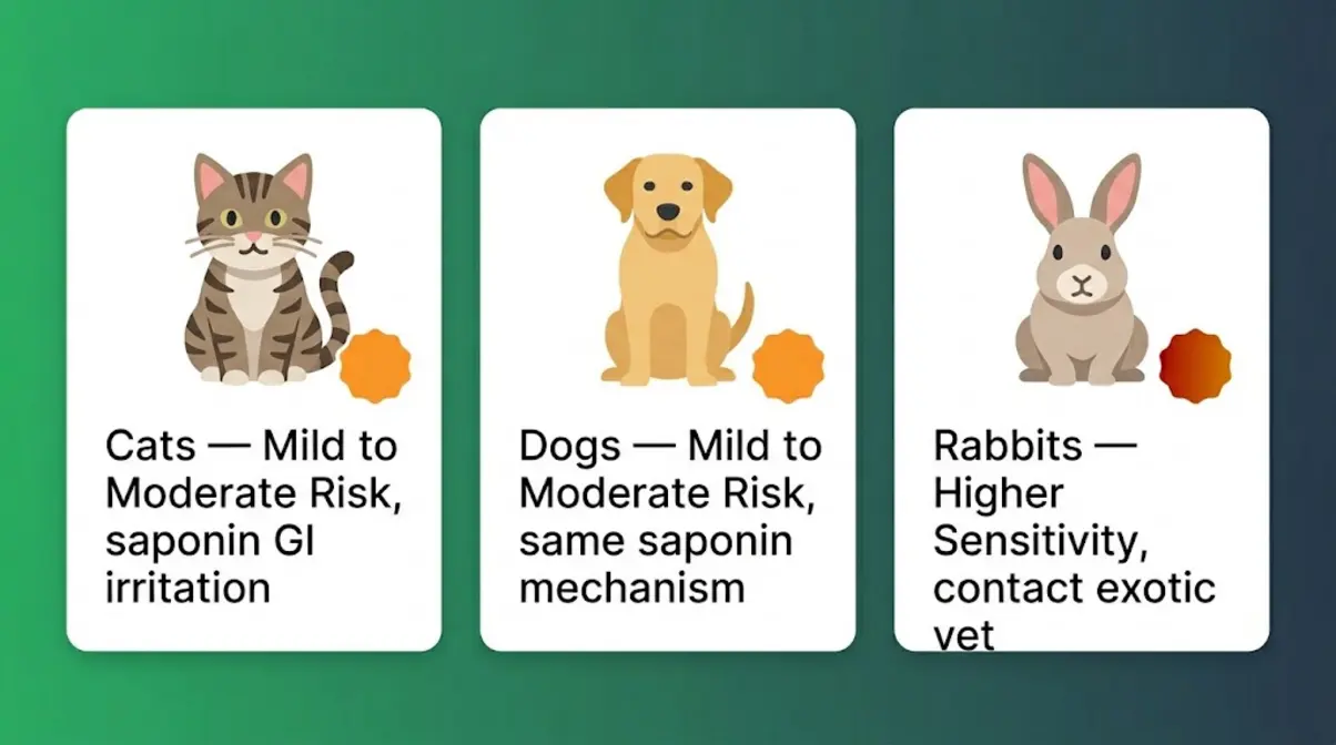 Comparison of snake plant toxicity risk for cats, dogs, and rabbits showing mild to moderate risk levels