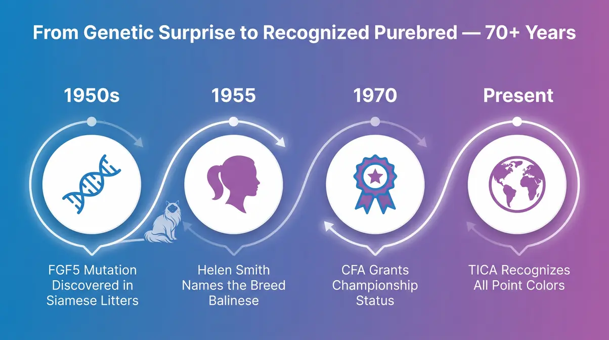 Balinese cat breed origin timeline infographic from 1950s mutation to CFA and TICA recognition