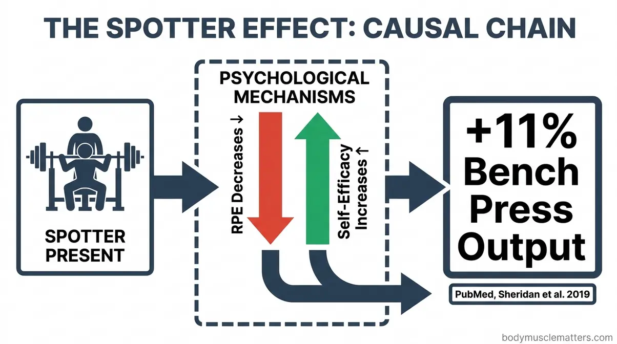 Diagram showing how a gym spotter reduces RPE and increases self-efficacy for an 11% bench press gain