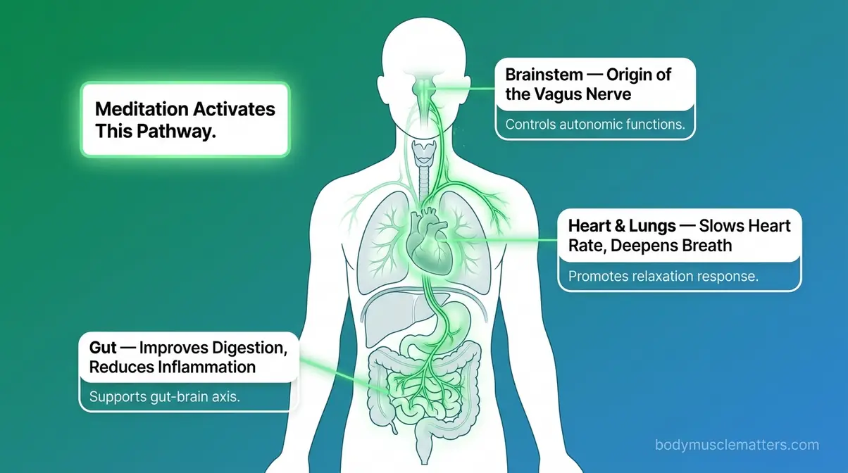 Anatomical diagram of vagus nerve pathway from brain to heart and gut showing how meditation activates the calming system