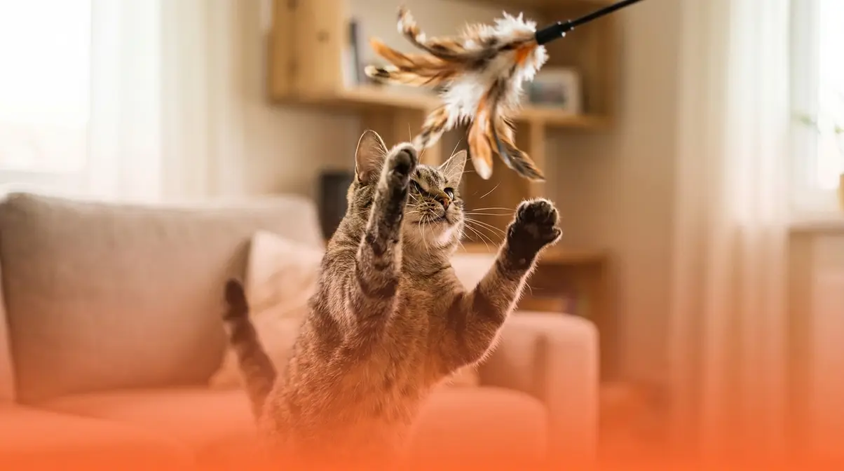 Cat leaping mid-air for Da Bird feather wand toy, best cat toys UK for active hunters