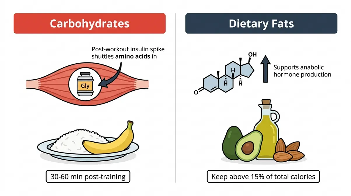 Split diagram showing how carbohydrates fuel glycogen and fats support testosterone production for muscle growth