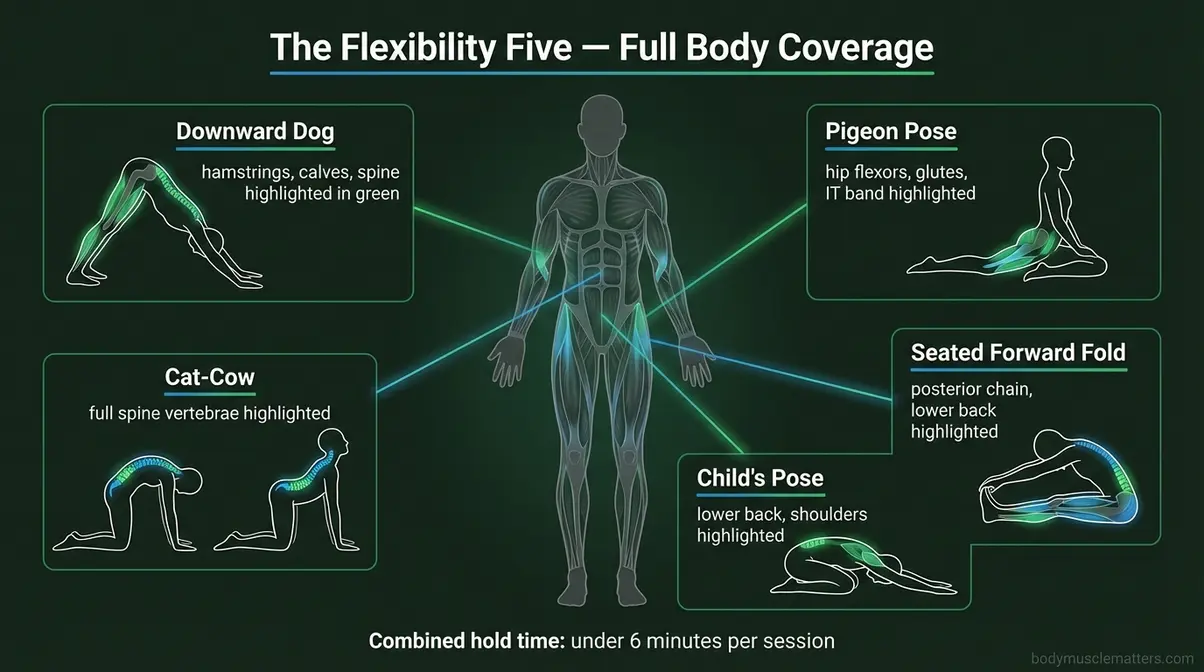 Anatomical diagram of the five best stretching exercises for flexibility with targeted muscle groups labeled