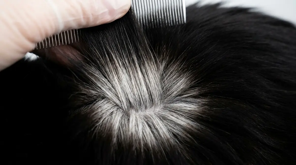 Black smoke Maine Coon coat showing silver undercoat beneath black tips when fur is parted