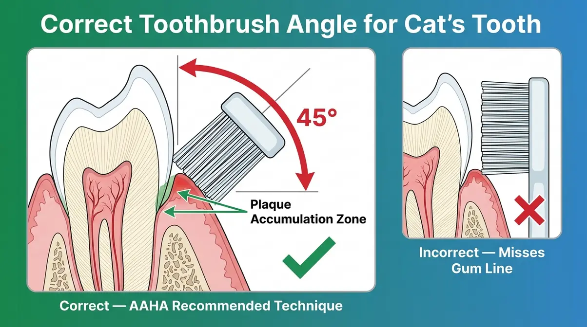 Close-up diagram showing correct 45-degree toothbrush angle at cat gum line versus incorrect flat angle technique