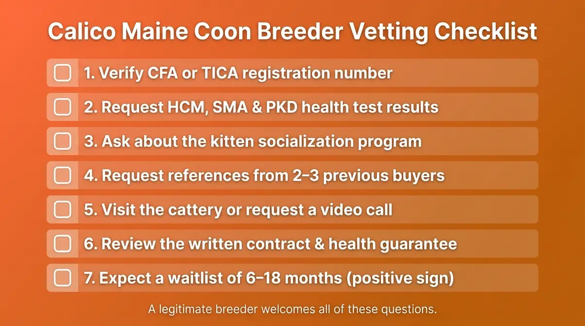 Printable calico Maine Coon breeder vetting checklist with seven verification steps for prospective buyers