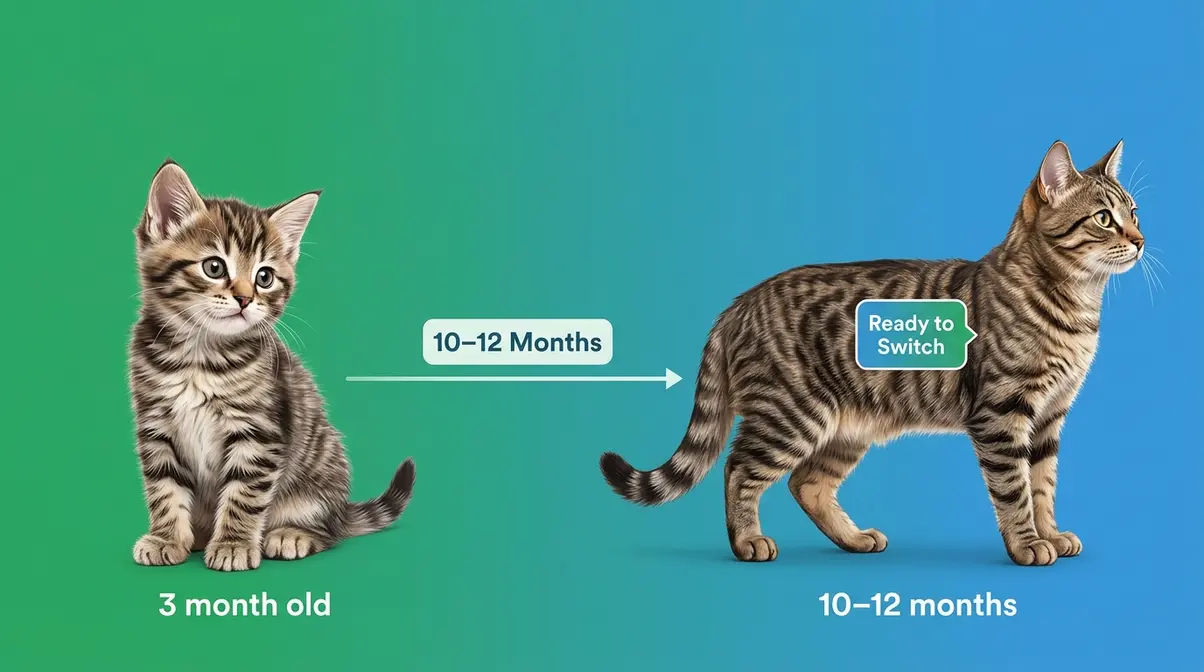 Kitten growth timeline showing transition from 3 months to 10-12 months when ready for adult food