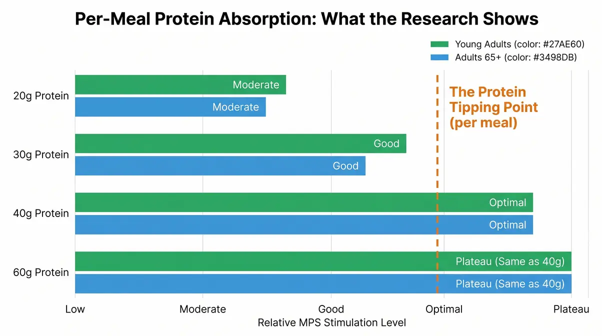 Bar chart showing per-meal protein absorption limits and muscle protein synthesis response at different doses