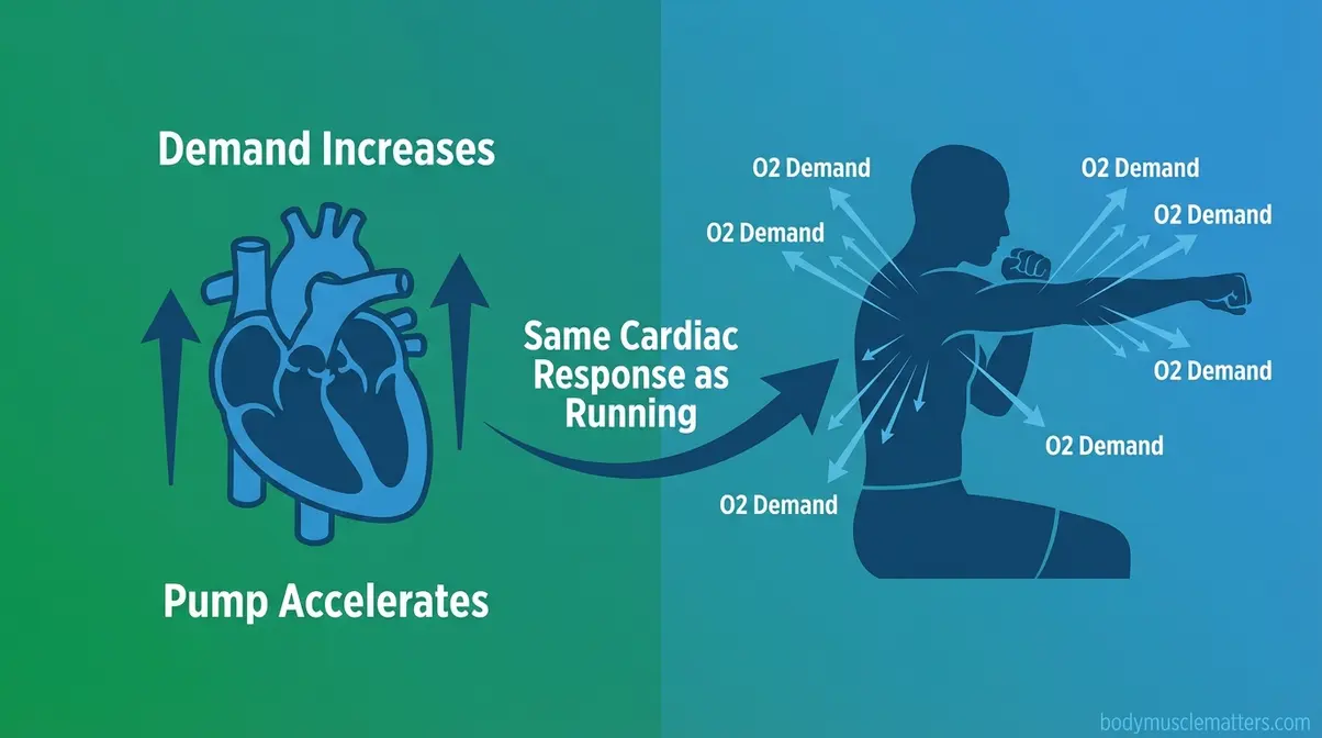 Diagram showing how upper body exercise triggers the same cardiovascular heart response as leg exercise
