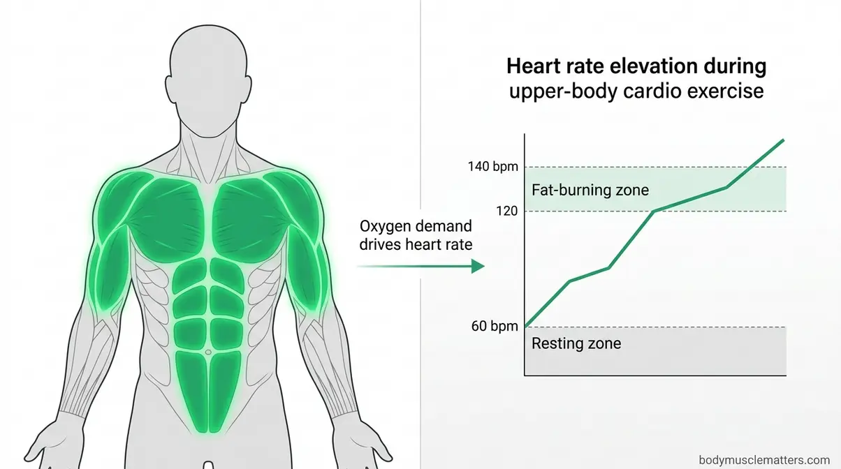 Upper-body muscle groups activated during cardio without using legs showing heart rate elevation zones