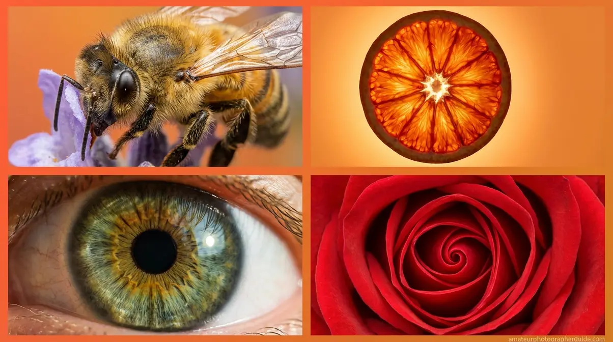 Close up photography subject examples including bee eye citrus slice human iris and rose bud
