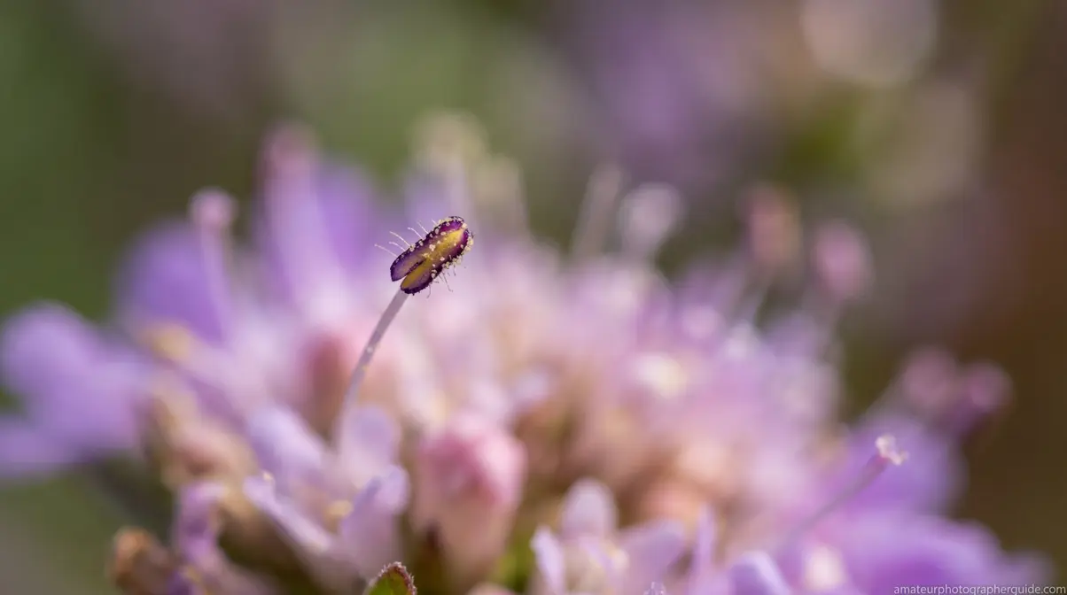 Macro photograph showing extremely thin depth of field on a small subject