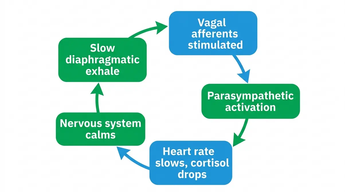 Circular diagram showing how slow diaphragmatic breathing stimulates the vagus nerve feedback loop