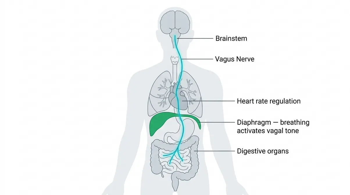 Anatomical diagram showing the vagus nerve pathway from brainstem through diaphragm and organs