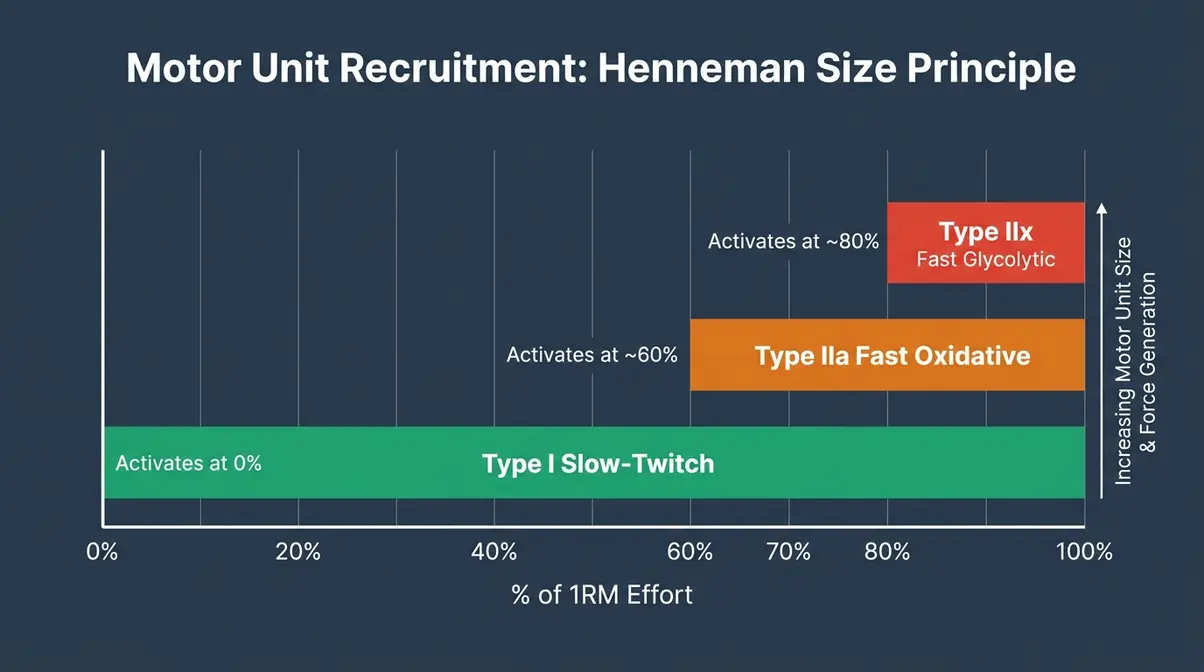 Fast twitch vs slow twitch muscle fibers motor unit recruitment diagram showing Henneman Size Principle activation thresholds