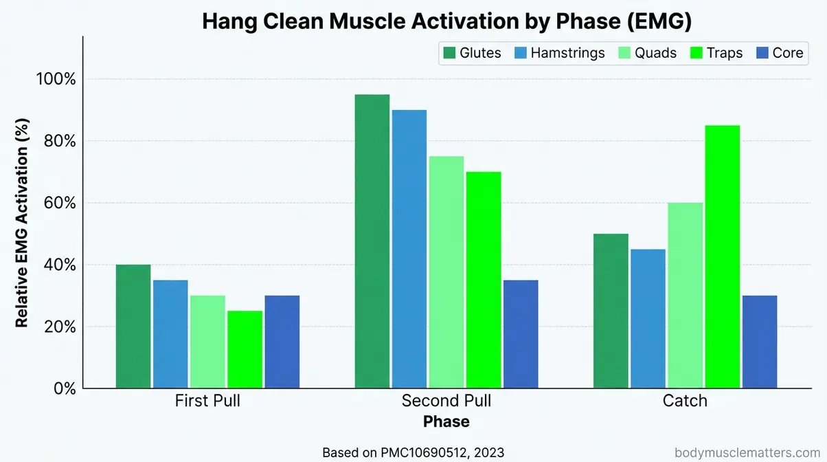 Three-phase hang clean muscle activation bar chart showing EMG data for glutes hamstrings traps and core