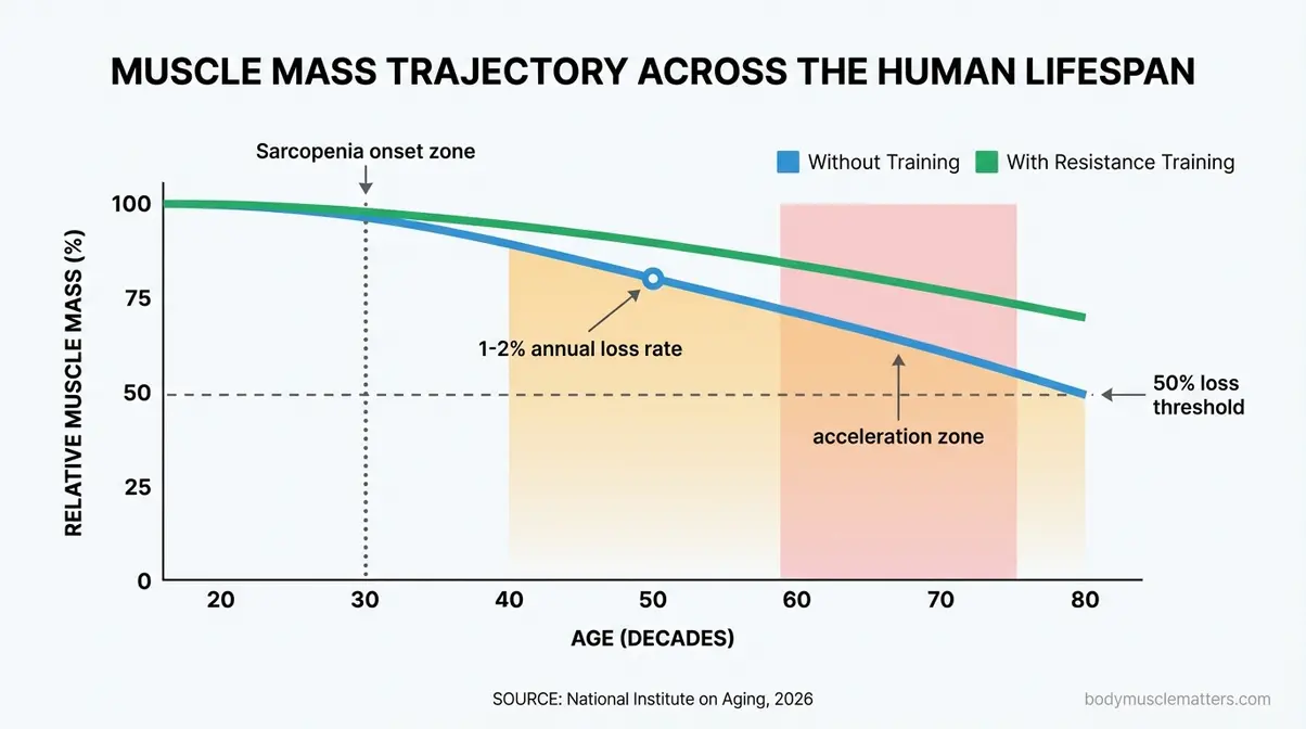 Line graph showing muscle mass decline with age and how resistance training slows sarcopenia from the hardest age to build muscle