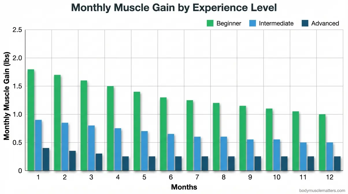 Muscle gain per month bar chart comparing beginner, intermediate, and advanced lifters over 12 months