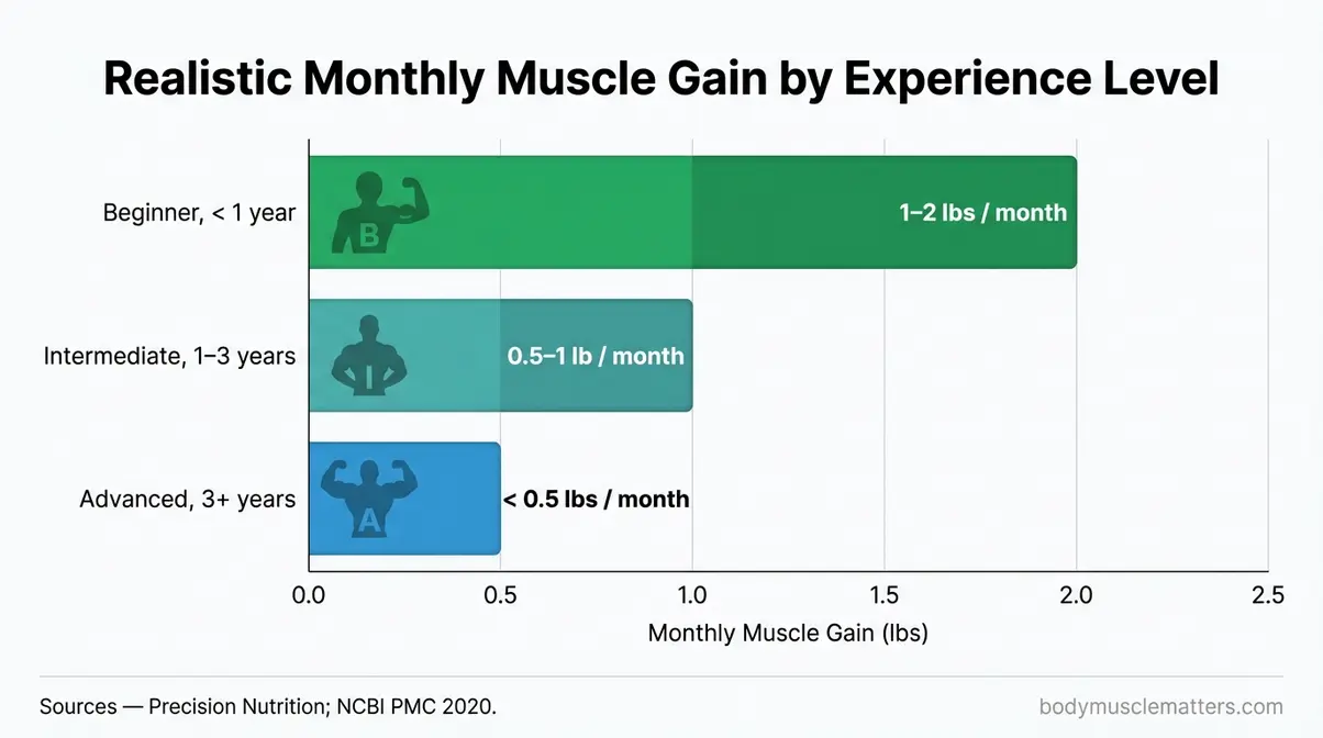 Bar chart showing realistic monthly muscle gain rates for beginner, intermediate, and advanced lifters
