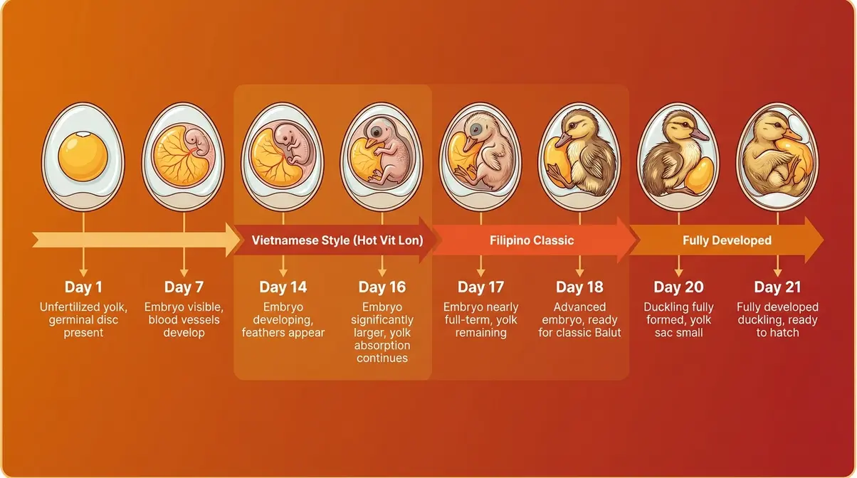 Balut incubation timeline diagram showing fertilized duck egg development days one through twenty-one