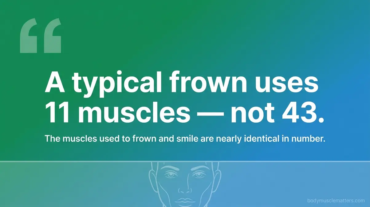 Quote graphic reading a typical frown uses 11 muscles not 43 the muscles to frown and smile are nearly identical