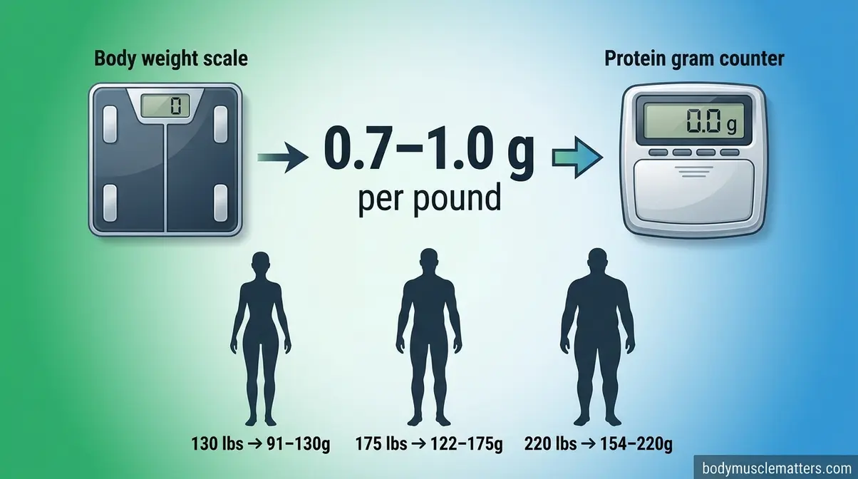 Protein needs formula for muscle building showing body weight to daily gram targets