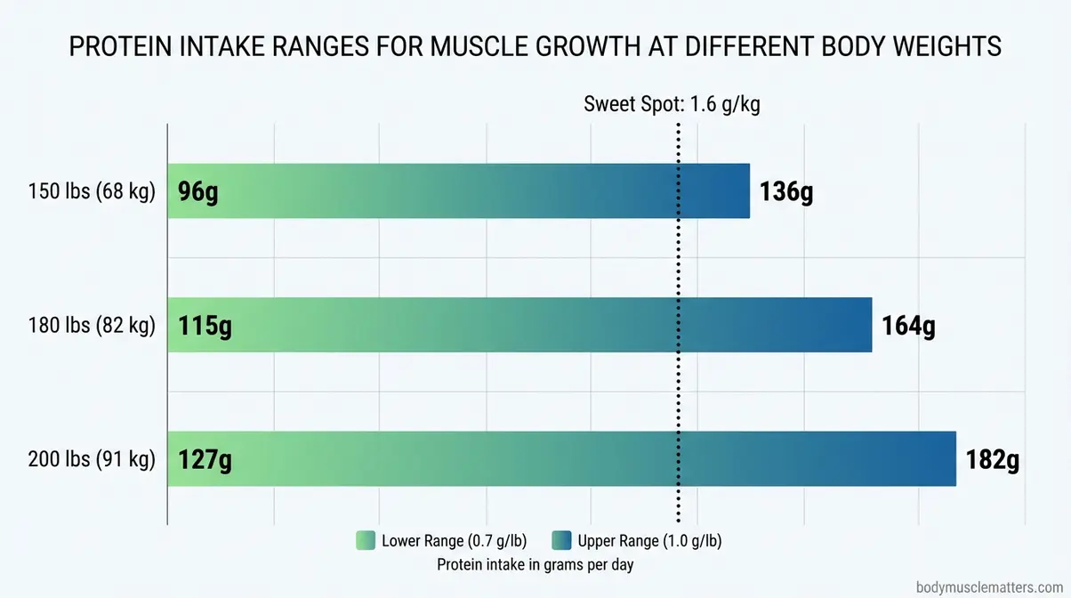 Bar chart showing recommended daily protein ranges for muscle growth at 150, 180, and 200 pounds body weight