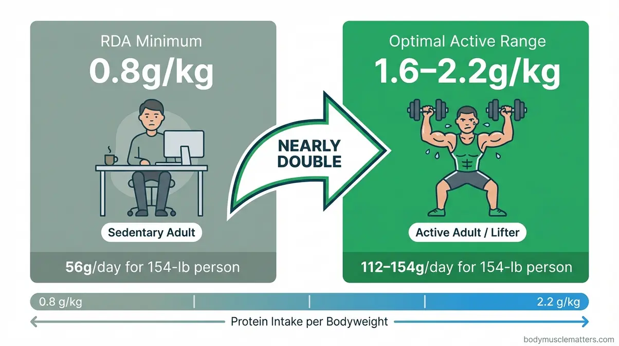 Infographic showing how much protein per day is needed — 0.8g/kg RDA minimum versus 1.6–2.2g/kg optimal targets for active adults