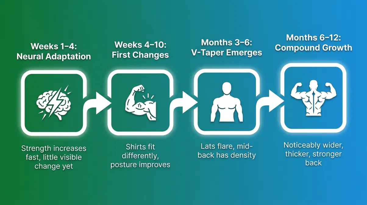 Back muscle building timeline showing expected progress from beginner to intermediate