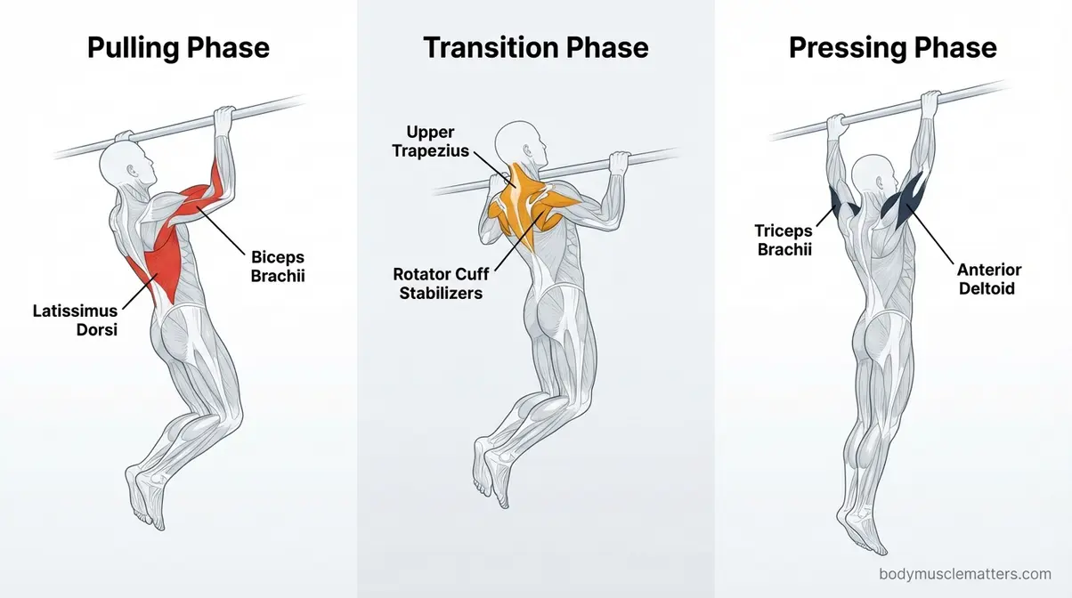 Anatomy diagram showing muscles worked in a muscle-up including lats, triceps, and deltoid across three phases