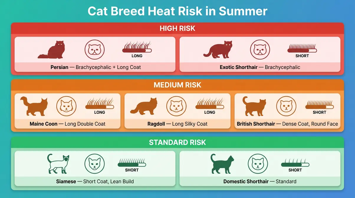 Cat breed heat risk chart for summer showing high-risk flat-faced and long-haired breeds by risk level