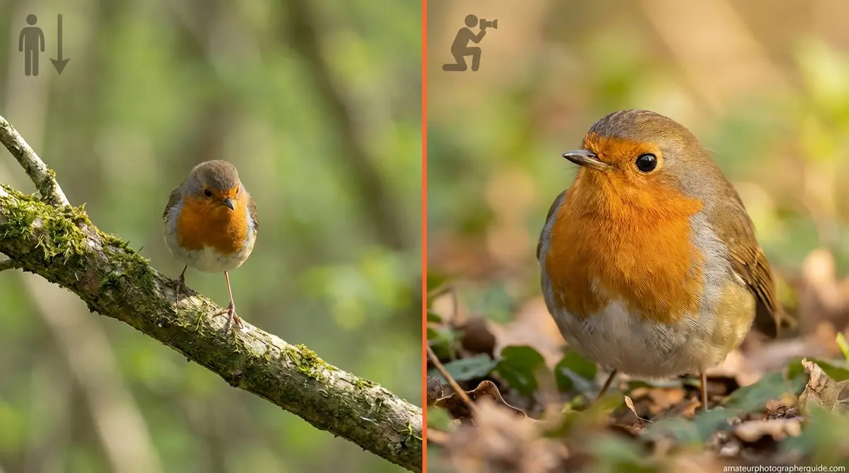 Wildlife photography composition comparison showing robin photographed from above versus at eye level