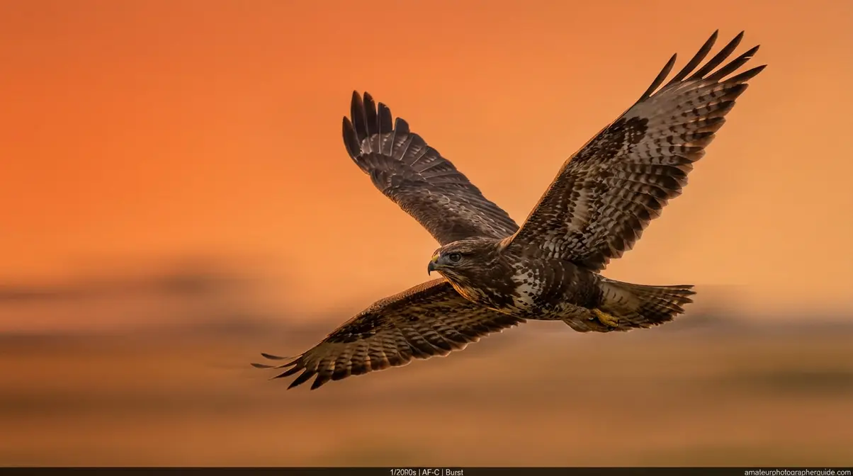 Bird in flight photographed at 1/2000s with AF-C continuous autofocus demonstrating advanced wildlife technique