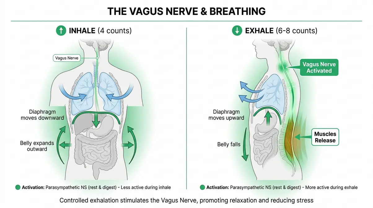 Diaphragmatic breathing diagram showing diaphragm movement and lower back muscle relaxation during exhale