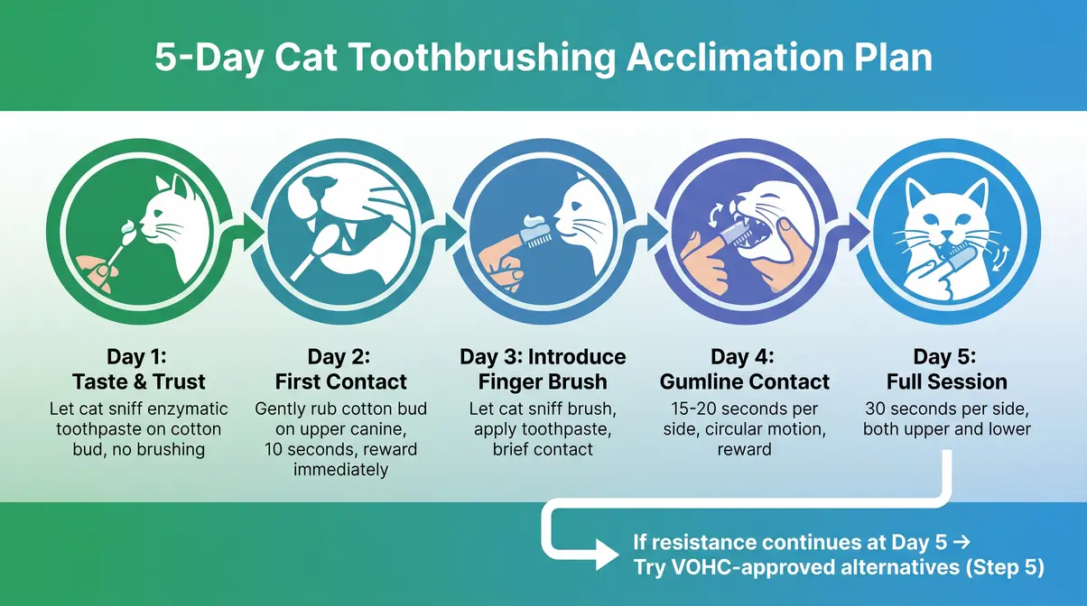 Day by day cat toothbrushing acclimation timeline showing progression from cotton bud to finger brush over five days