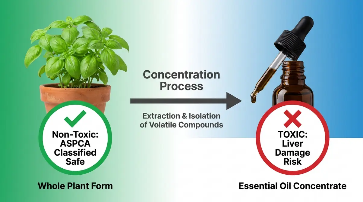 Diagram showing the difference between safe basil plant and toxic basil essential oil for cats — is basil safe for cats explained visually