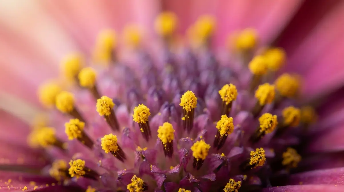 Macro photography close-up of flower stamen with sharp yellow pollen grains and blurred pink petal bokeh