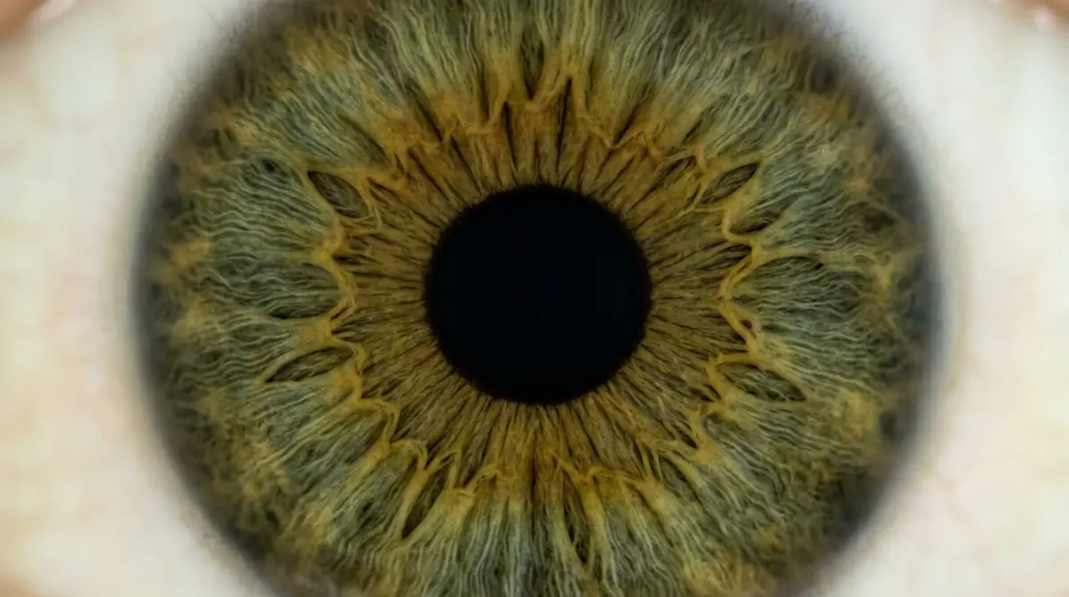 Macro photography close-up of human iris showing radial fibre pattern, crypts, and sharp pupil detail