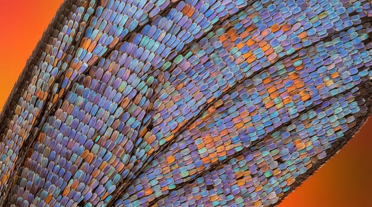 Extreme macro photography beyond 1:1 showing butterfly wing scales at 3:1 magnification in sharp detail