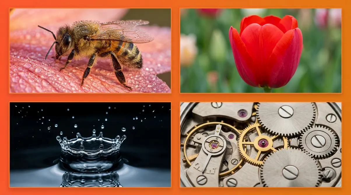 Best macro photography subjects including insects flowers water drops and watch mechanisms in close-up