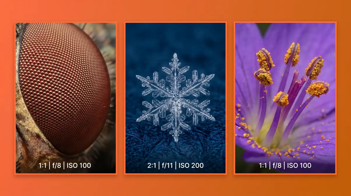 Macro photography examples showing insect eye, snowflake, and flower at 1:1 magnification