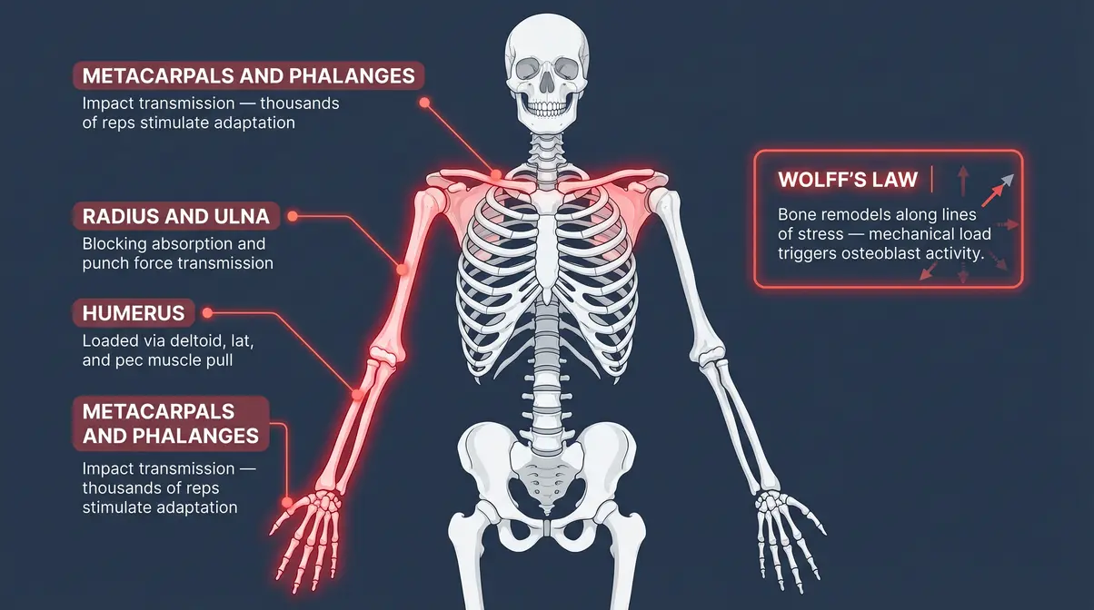 Bone density diagram showing bones most stressed in boxing with Wolff's Law adaptation explanation